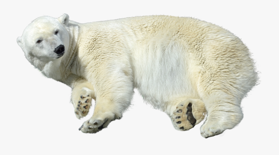 Oso Polar Png, Transparent Clipart