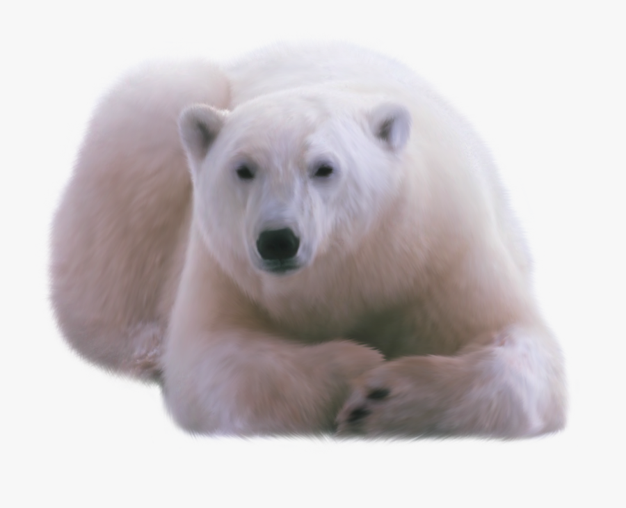 Polar Bear Png - Orso Polare Png, Transparent Clipart