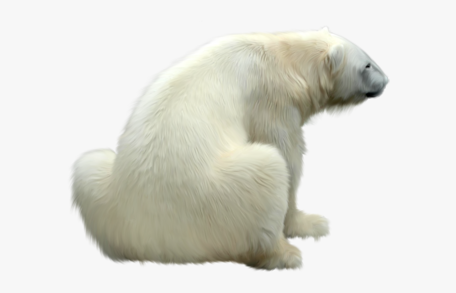 Polar Bear Png - Polar Bear Back, Transparent Clipart