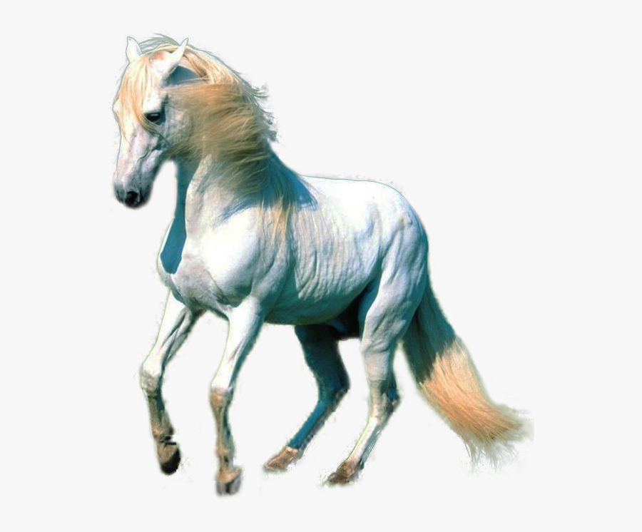 Clipart Horse Collection Png - Horse Png For Photoshop, Transparent Clipart