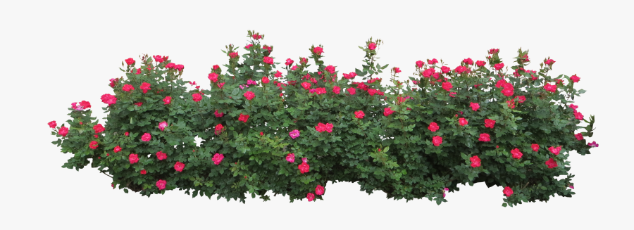 hedges clipart flower bush bushes png free transparent clipart clipartkey hedges clipart flower bush bushes png