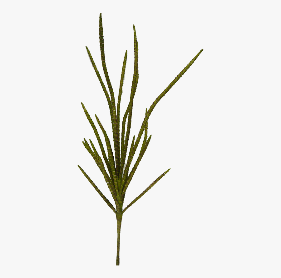 Green Willow Bamboo Bush - Graphics, Transparent Clipart