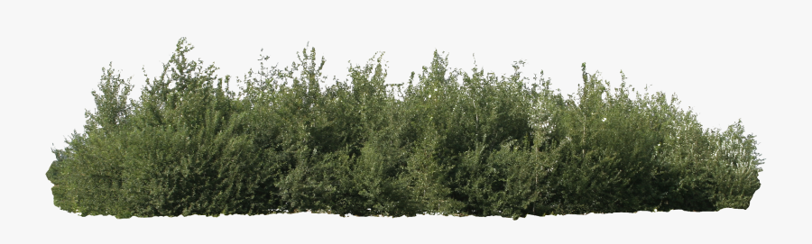 Transparent Forest Background Clipart - Bushes Png, Transparent Clipart