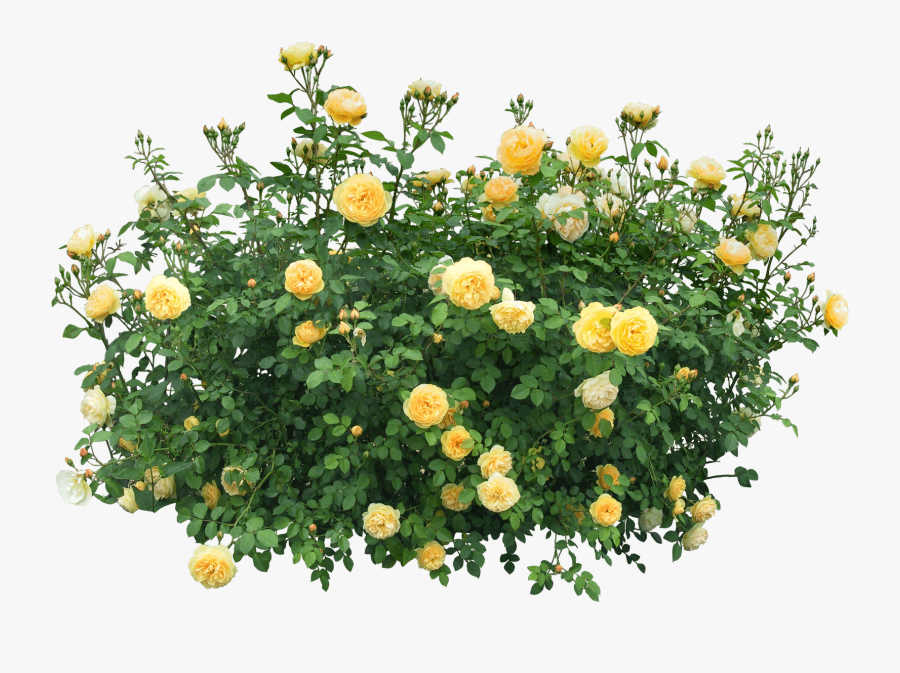 Yellow Roses Png Stickpng - Rose Bush Png, Transparent Clipart