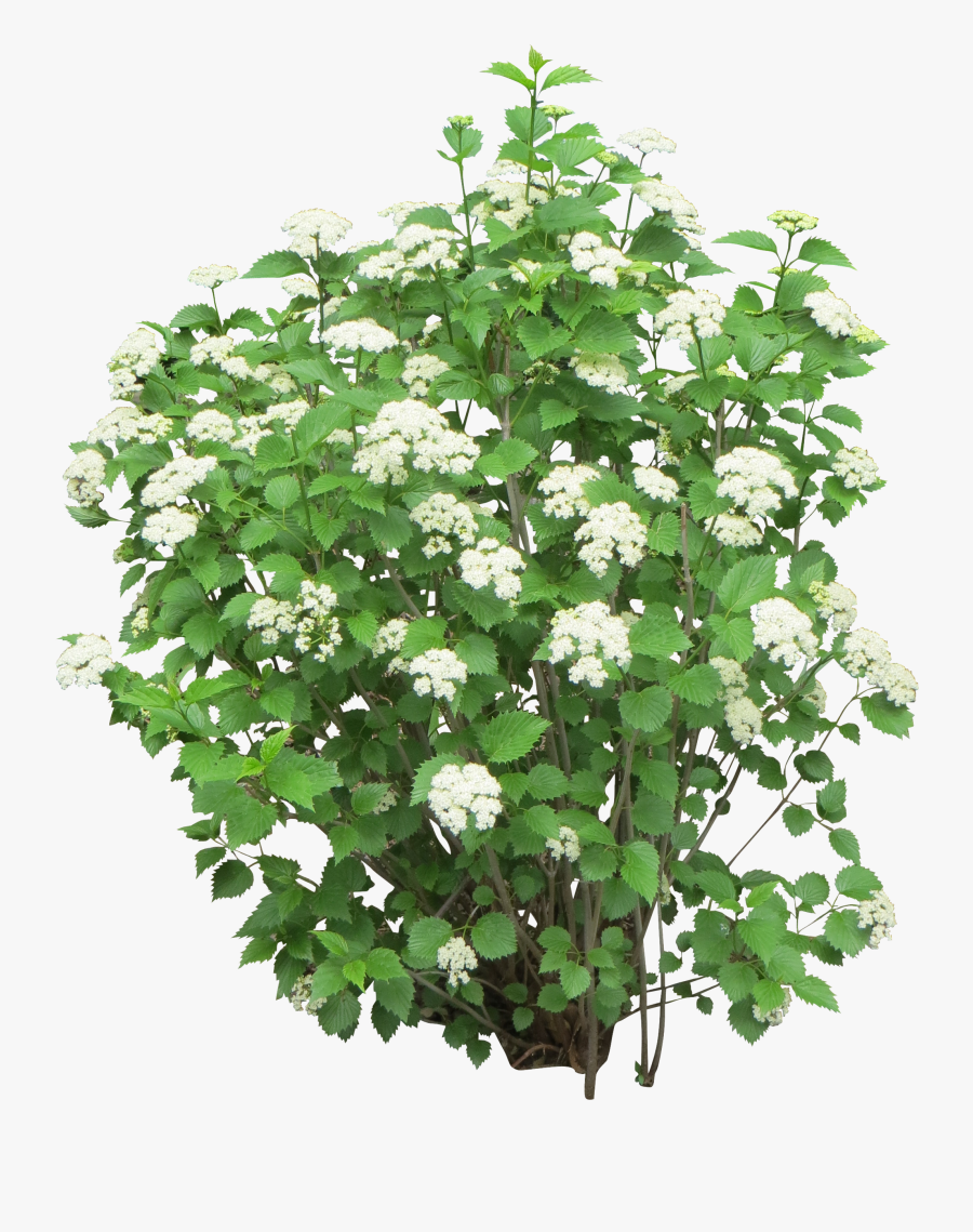 Bush Clipart Drawn - White Flower Bush Png, Transparent Clipart