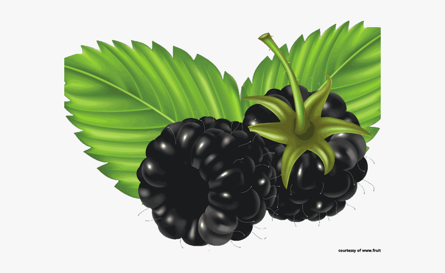 Clipart Blackberry Fruit, Transparent Clipart