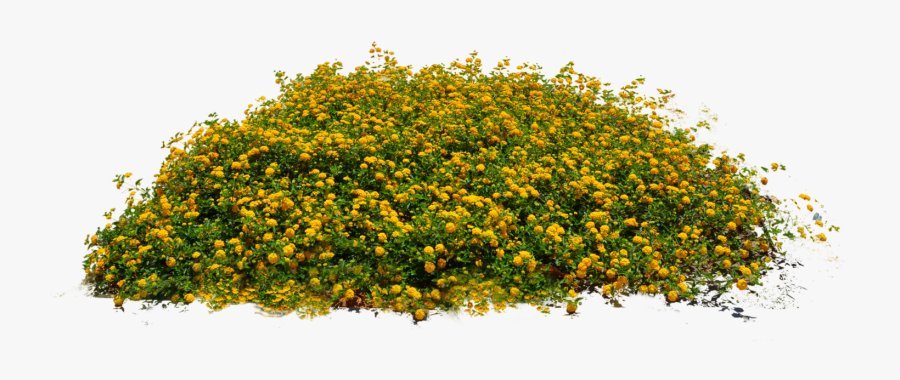 Transparent Bushes Clipart - Yellow Flower Bush Png, Transparent Clipart