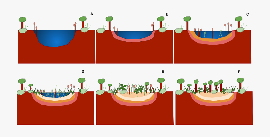 Ecological Succession Wikiwand Pond - Colonisation And Succession In Pond, Transparent Clipart