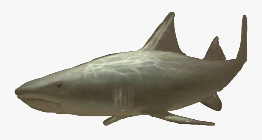 Shark - Great White Shark, Transparent Clipart