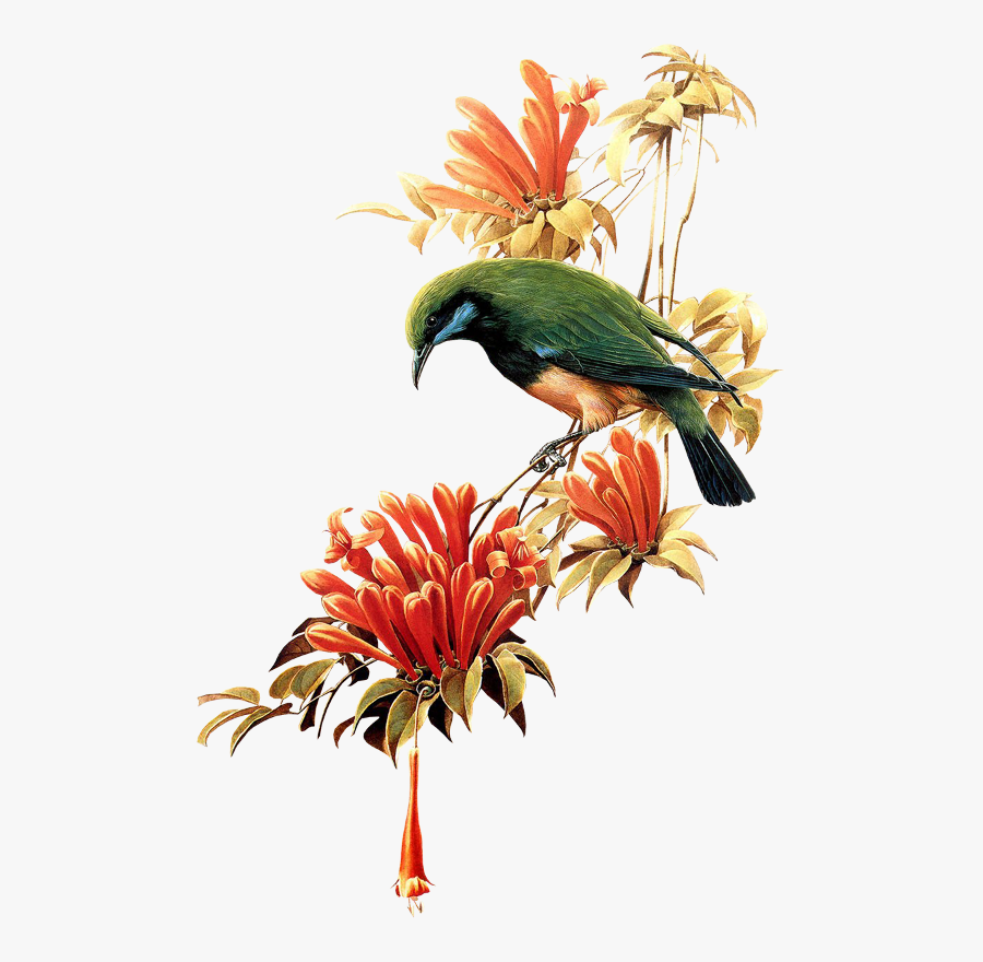 Tubes Oiseaux "beautiful Bird - Bahana Of Sai Baba, Transparent Clipart