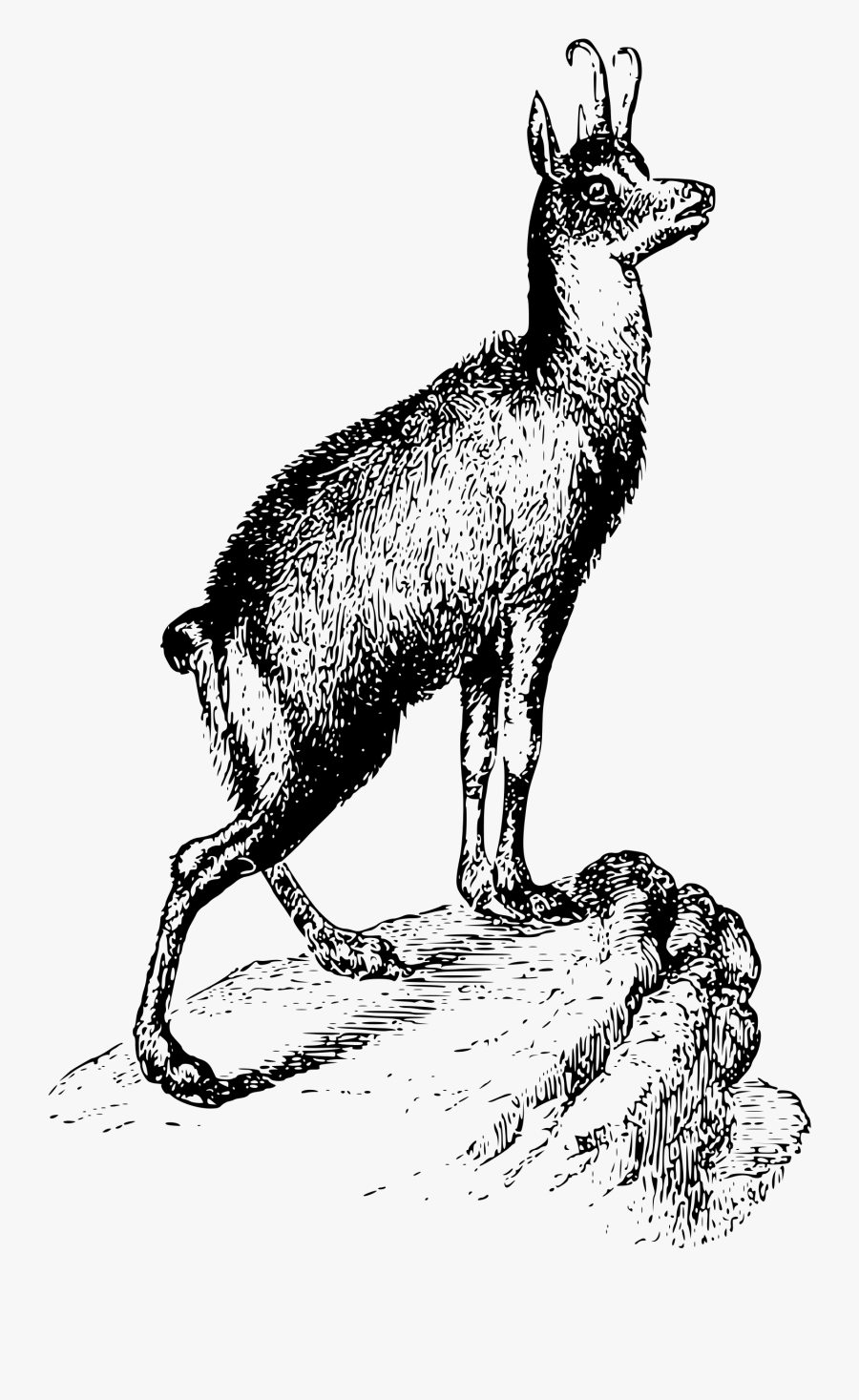 Download The Septuagints Translation Of The Hebrew - Chamois Clipart Black And White, Transparent Clipart