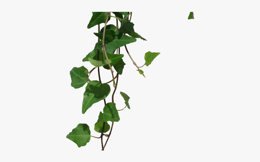 Ivy Png, Transparent Clipart