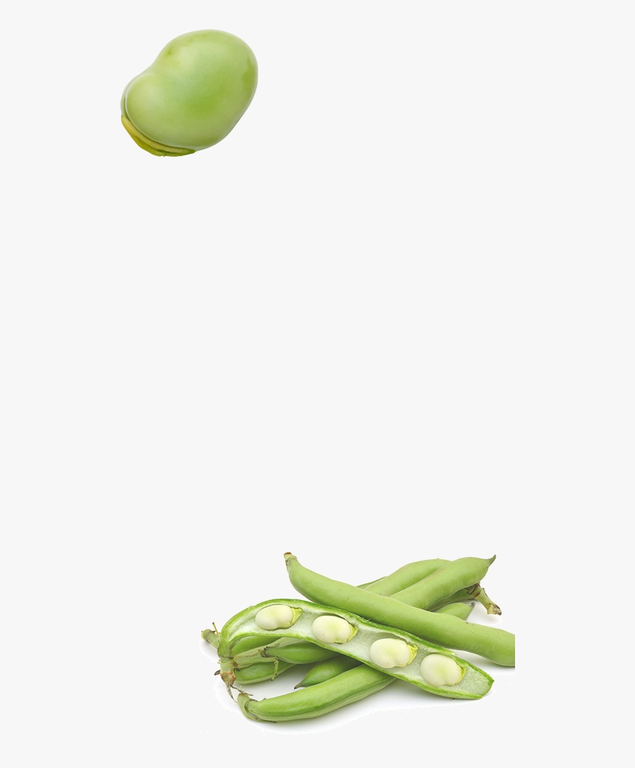 Peas Clipart Broad Bean - Fave, Transparent Clipart