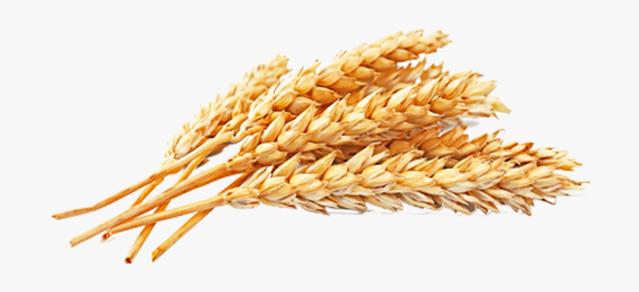 Wheat Png Free Download - Wheats Png, Transparent Clipart