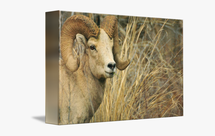 Clip Art Big Horn Animal Photograph - Bighorn , Free Transparent ...