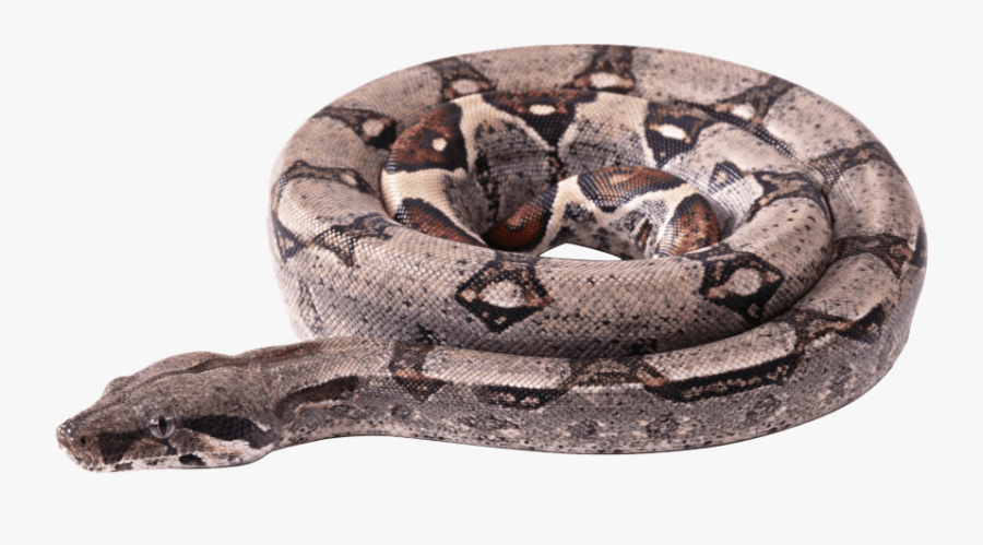 Curling Png Free Images - Boa Constrictor Transparent Background, Transparent Clipart