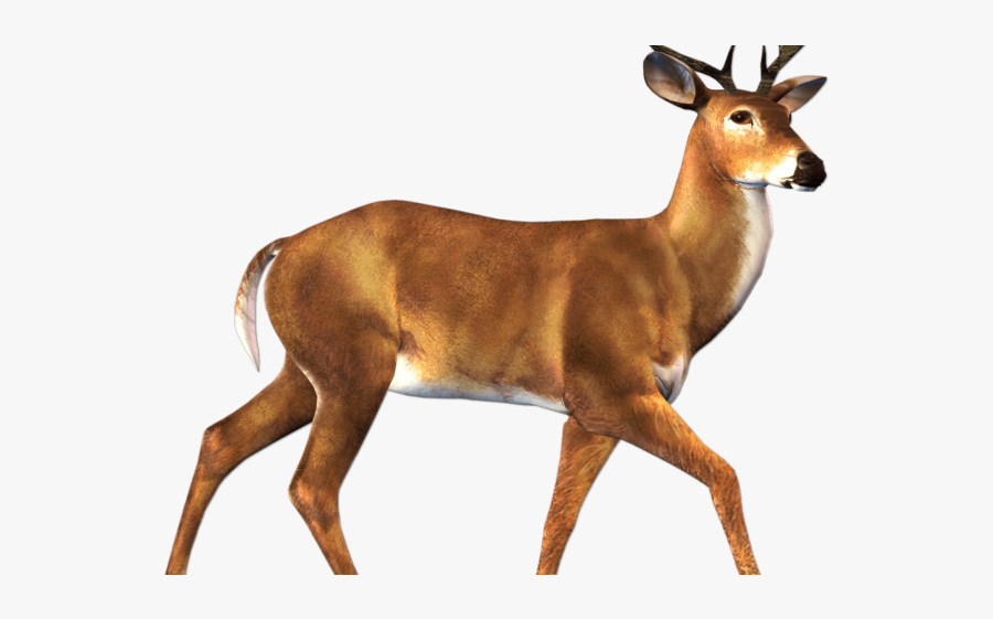 Deer Animal Png, Transparent Clipart