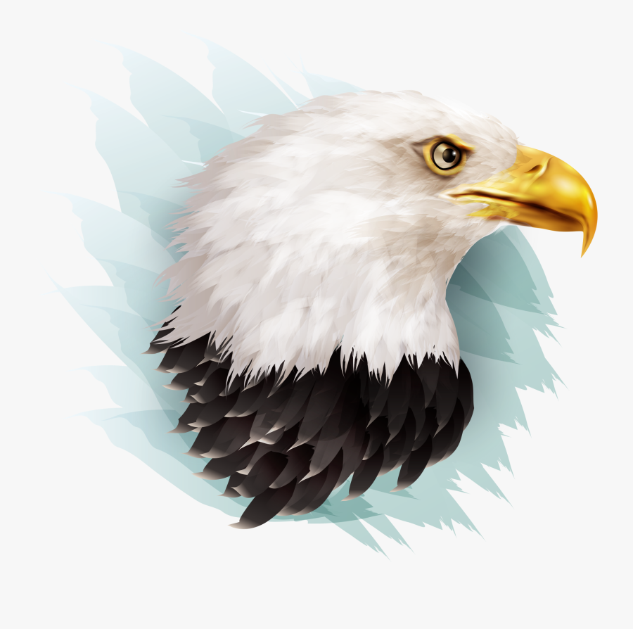 Bald Eagle Illustration, Transparent Clipart