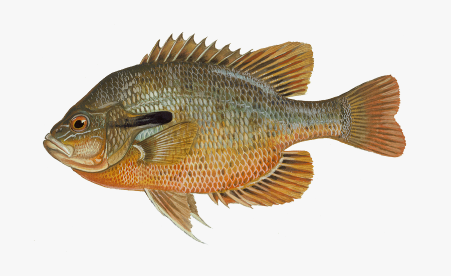 Redbreast Sunfish, Transparent Clipart