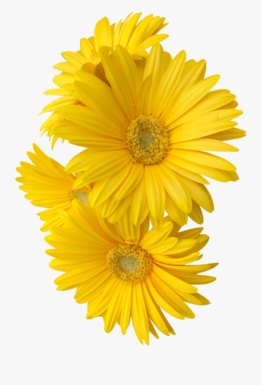 #yellow #daisy #flower #flowers #freetoedit - Yellow Flower Png, Transparent Clipart