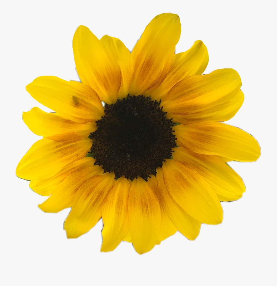 Daisy Png Overlay - Yellow Sunflower White Background, Transparent Clipart