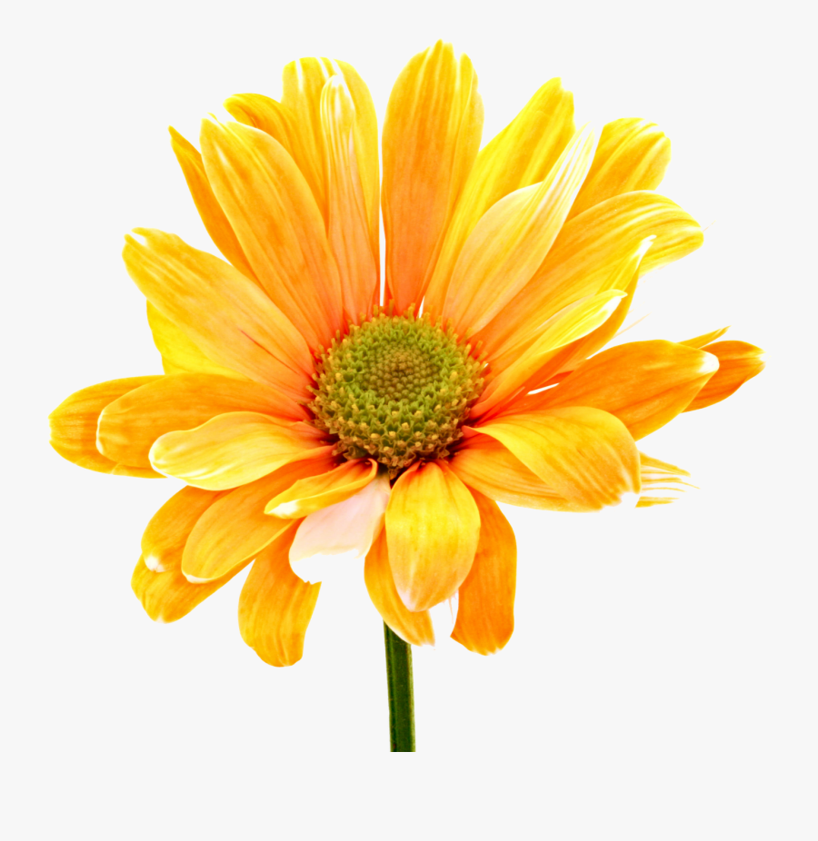 Daisy Flower Png - Png Format Latest Flower Png, Transparent Clipart