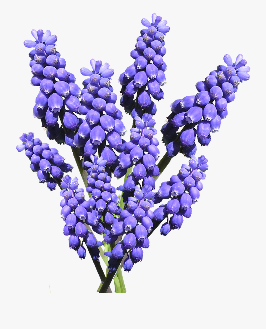 Clip Art Hyacinth Clip Art - Grape Hyacinth Png, Transparent Clipart