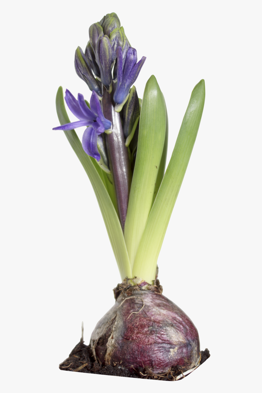 Hyacinth Flowers Png Photo Background - × Amarcrinum, Transparent Clipart