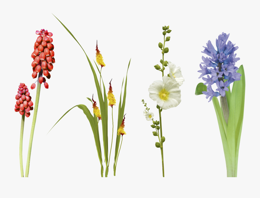 Wildflower Vector Posy - Hyacinth, Transparent Clipart