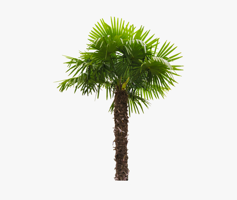 Nature, Tree, Palm, Palm Fronds, Tribe, Coconut Tree - Palm Tree Washingtonia Filifera, Transparent Clipart