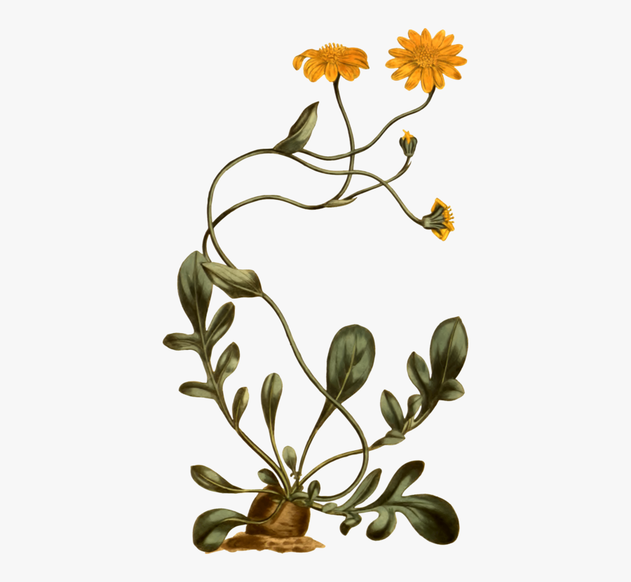 Plant,flora,petal - Sunflower, Transparent Clipart