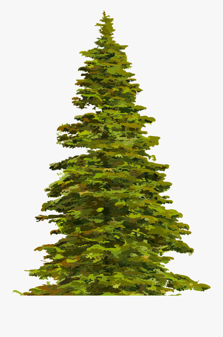 How To Draw A Christmas Tree - Evergreen Tree Transparent Background