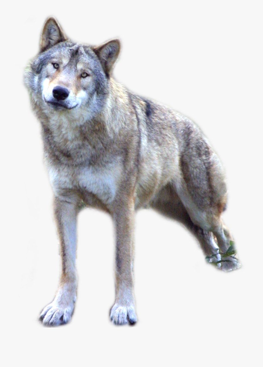 Gray Wolf Wolf Png, Transparent Clipart