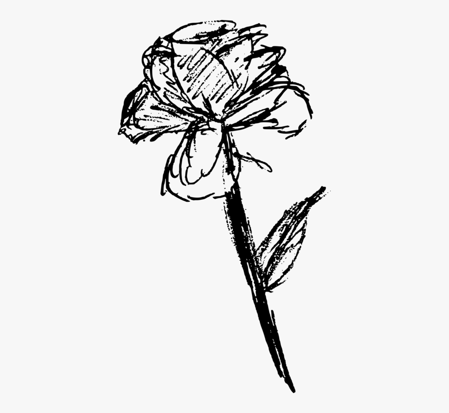 Botany,plant,flower - Free Rose Sketch Png, Transparent Clipart