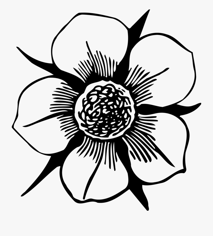 Petal Drawing Clipart - Flower Petal In Black And White, Transparent Clipart