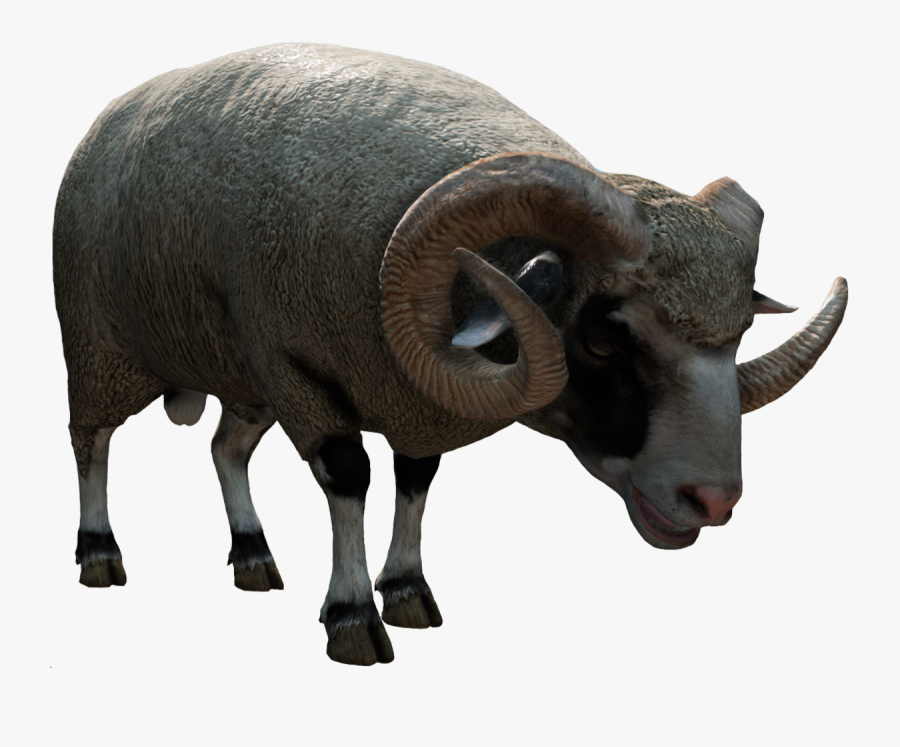 Ram - Bighorn - Bighorn, Transparent Clipart