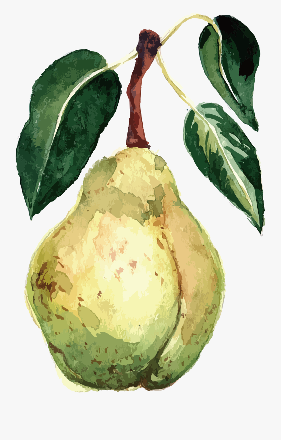 Transparent Pears Clipart - Watercolor Fruit Vector Free, Transparent Clipart