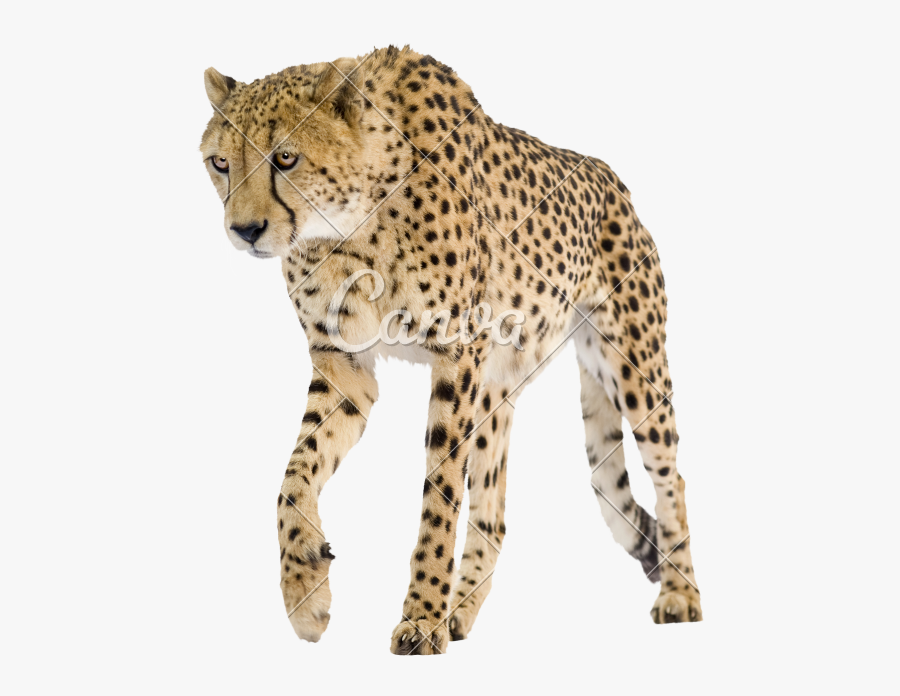Cheetah Features Transparent Background, Transparent Clipart