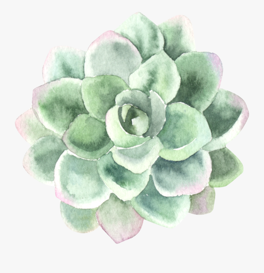 Thank You Cards Succulents, Transparent Clipart