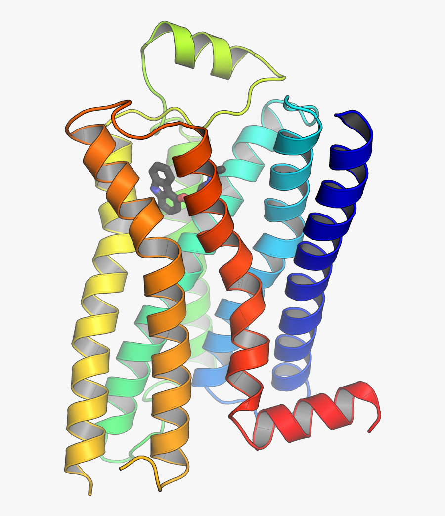 Scaffold Proteins Gpcrs - G Protein Coupled Receptors 3d, Transparent Clipart
