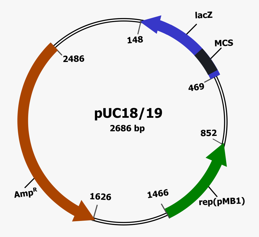 Plasmid Vector - Plasmid Clipart, Transparent Clipart