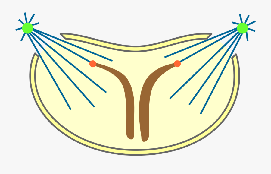 File Mitosis Classification Semiopen, Transparent Clipart