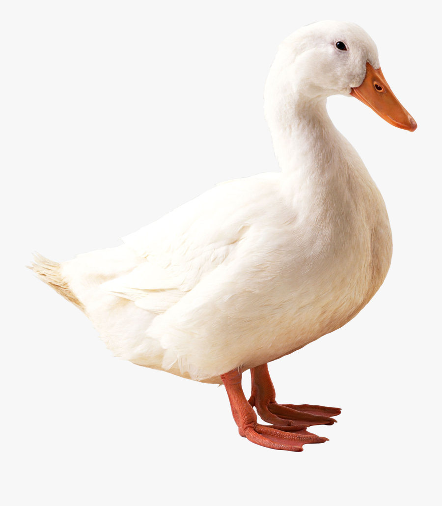 Duck Clipart Six - Duck Png, Transparent Clipart