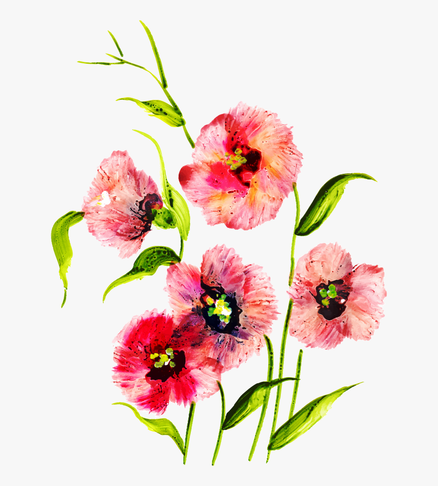 Sweet William, Transparent Clipart