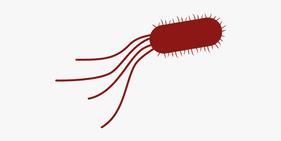 Microbiology Clip Art , Free Transparent Clipart - ClipartKey