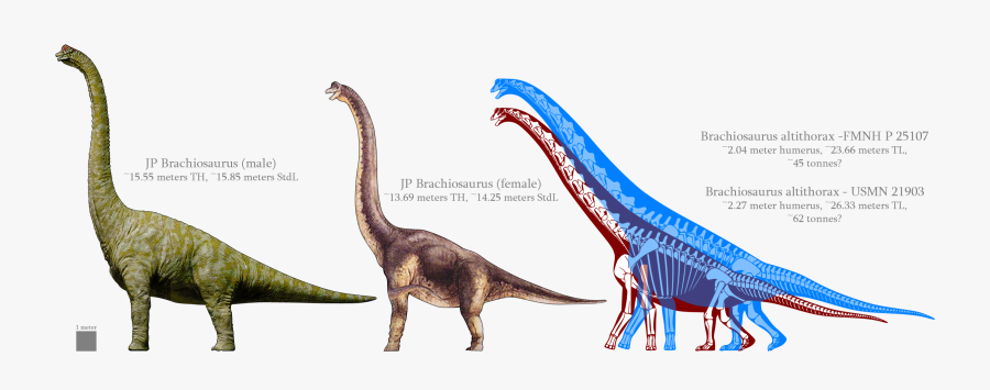 Transparent Brachiosaurus Png, Transparent Clipart