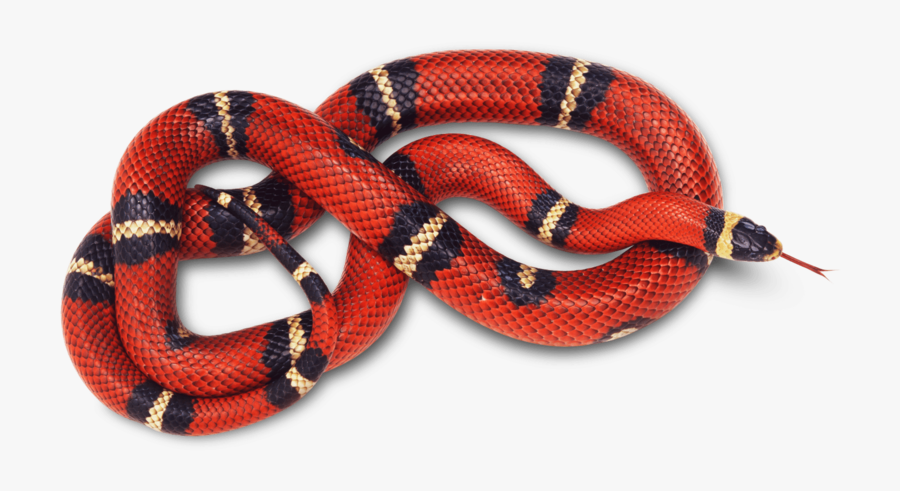 Vipers-photo - Red Snake Transparent Background, Transparent Clipart