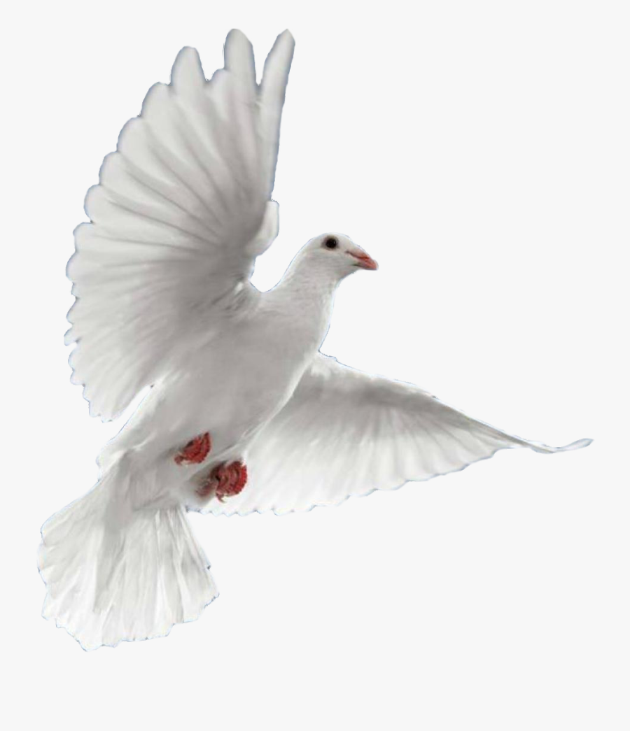 Dove In Flight - Tapash Editz Background Png, Transparent Clipart