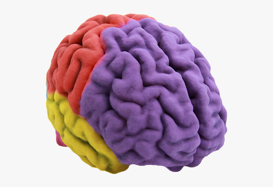 Human Brain 3d Printing Anatomy - Brain 3d Png, Transparent Clipart