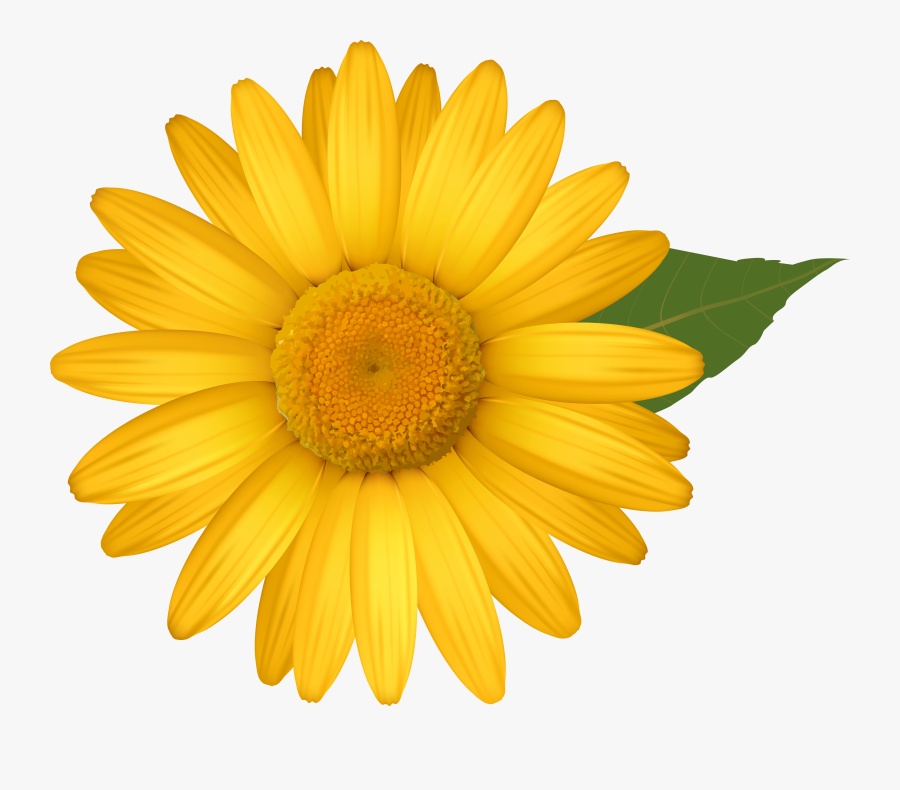 Yellow Daisies Clipground - Yellow Daisy Clipart, Transparent Clipart